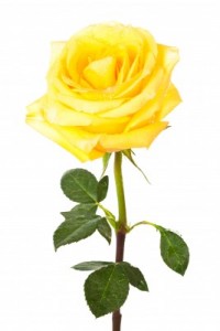 yellow rose 1