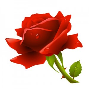 red rose with dew