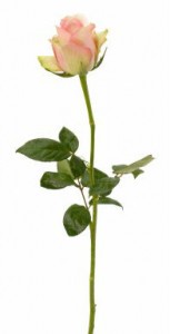 tall skinny pink rose